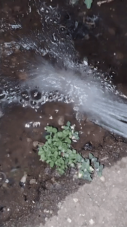 Evening watering session in a residential Ekibastuz garden