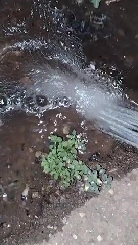 The video shows a close-up view of water gushing from a pipe. The water is clear and appears to be spraying forcefully, creating a disturbance on the surface of the dark, wet ground. Small green plants are growing in the soil near the water. The scene suggests a water leak or a broken pipe.