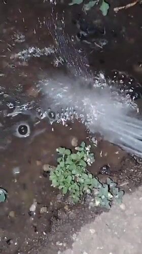 Evening watering session in a residential Ekibastuz garden