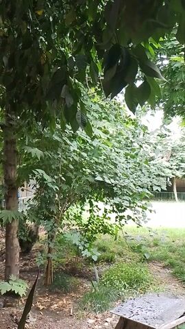 Here is a matter-of-fact description of the video:

The video presents a view from underneath the foliage of a dense tree canopy. The camera is positioned looking upwards, with the dense, green leaves filling most of the frame. Through gaps in the leaves, one can see a glimpse of a backyard area with grass, a building, and a fence. The sky is not clearly visible due to the thickness of the tree cover.