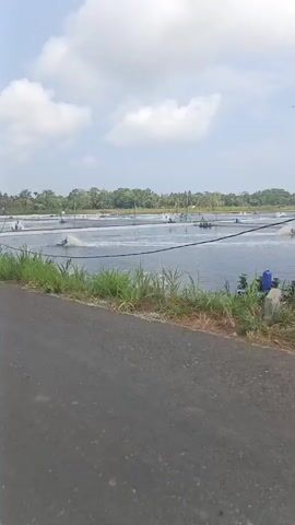 The video begins with a view of a large body of water, possibly a fish farm, with several aerators churning the water. The scene is outdoors with a cloudy sky and trees in the background. The camera then pans to the side, showing a black pickup truck driving on a road beside the water. A person is sitting on the roof of the truck, looking at the camera. Another vehicle, a silver van, drives past. A person on a motorcycle, wearing a red hat, also drives past. The video appears to be shot from another motorcycle, as a hand holding handlebars is visible in the foreground.