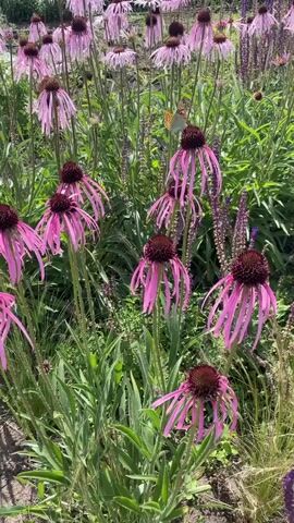 The video shows a close-up view of a garden filled with pink coneflowers. A small, orange and brown butterfly is perched on top of one of the coneflowers in the center of the frame. The butterfly is stationary for the duration of the clip. The surrounding foliage consists of green leaves and stems, with some out-of-focus purple flowers in the background. The lighting suggests it is daytime, possibly overcast.