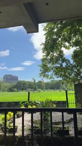 The video shows a view of Sigiriya rock fortress in Sri Lanka, taken from a porch or veranda. The foreground features a black metal railing, potted plants, and a glimpse of a grassy lawn. Beyond the lawn, a vibrant green rice paddy stretches towards the distant Sigiriya rock, which stands prominently against a bright blue sky dotted with white clouds. The video captures a tranquil scene with lush greenery and a clear, sunny day. Some trees are also visible to the right, partially obscuring the view.