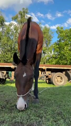 A brown horse with a white blaze on its forehead is grazing in a grassy area. The horse is wearing a rope halter. In the background, there is a trailer with large wheels and green trees under a blue sky with white clouds. The horse's head is lowered as it eats grass.