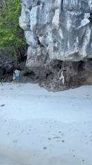 Monkey walks across sand at Ton Sai beach, Thailand