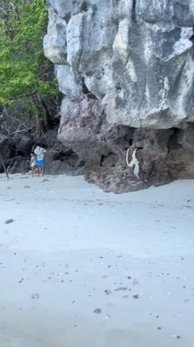 Monkey walks across sand at Ton Sai beach, Thailand
