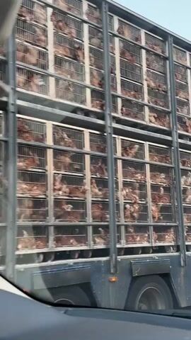 A side view is provided of a large truck carrying multiple levels of cages filled with chickens. The truck appears to be in motion on a highway, with trees visible in the background. The camera perspective suggests the footage is being filmed from another vehicle traveling alongside the truck. The cages are made of metal bars and are packed tightly with chickens. The lighting indicates it is daytime.
