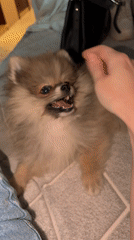 Pomeranian playtime captured in Saint Petersburg apartment session