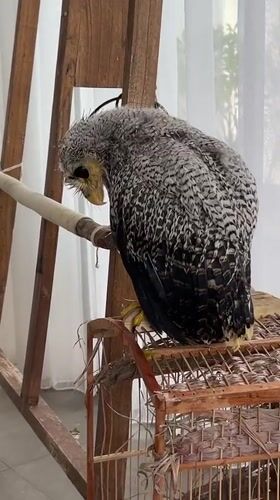 Wet owl perched indoors in Kuta Selatan, Bali