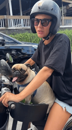 Motorcyclist spotted with pug passenger on Mengwi street