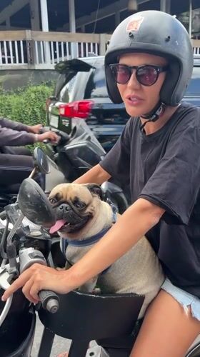 Motorcyclist spotted with pug passenger on Mengwi street