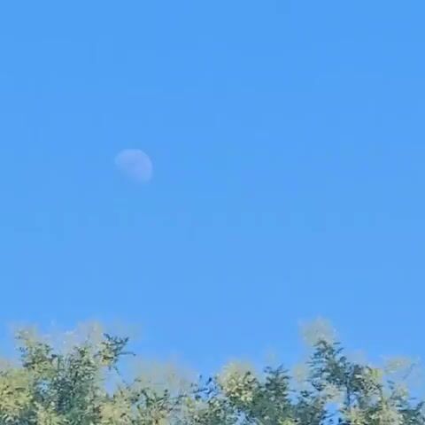 The media file depicts a daytime scene under a clear blue sky. The first frame shows a crescent moon visible in the daylight, with trees in the foreground. The subsequent frames transition to an outdoor environment featuring cars, trees, streetlights, and a Repsol gas station. A white van with "ANS" written on its side is visible in the distance. The sun is bright and shining, suggesting a warm and sunny day. A modern sculpture and a lamppost with a bird-like design are also present. The final frame shows a building with "PREMARK" visible on it, and a tree in silhouette against the sun. The scene appears to be in a public area, possibly a street or parking lot, with elements of both nature and urban infrastructure. No people are clearly visible in the frames. The overall impression is one of a bright, clear day in a Spanish locale, likely Salt, Spain, given the context.