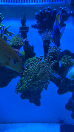 Morning scenes from Đà Nẵng: seafood market and beachside dancing