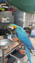 Blue and gold macaws on display at a Bangkok bird market
