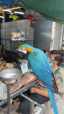Blue and gold macaws on display at a Bangkok bird market
