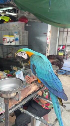 Blue and gold macaws on display at a Bangkok bird market