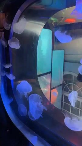 The video shows a close-up view of a jellyfish tank. Jellyfish are floating in the water, illuminated by blue and purple lights. The tank has a curved glass front, and in the background, there are reflections of lights and architectural details, possibly a room with windows. Some jellyfish are translucent and white, while others are illuminated with a blue glow. The jellyfish vary in size and shape, with some having long tentacles. The water appears clear.