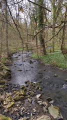 Forest stream and trail documented near Mettlach, Germany