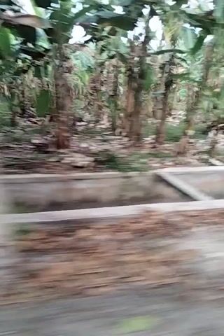 The video shows a rural scene with a focus on a concrete pathway and surrounding vegetation. A body of water, possibly a canal or drain, runs alongside the path. Banana trees and other foliage are abundant, creating a lush environment. A small building, possibly a house under construction or with unfinished elements, is visible in the background. A person on a motorcycle is seen riding along the path. The lighting suggests it may be overcast or late in the day. The camera perspective is low and moving, giving a sense of walking or riding through the scene.
