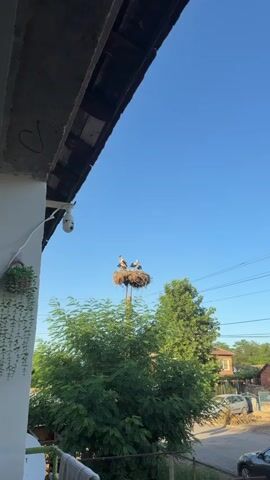The video opens with a view of a stork's nest perched atop a pole, with several storks present. The nest is large and constructed from twigs and other natural materials. The sky is clear and blue, indicating fair weather. In the foreground, a portion of a building's roof and a security camera are visible, suggesting an urban or semi-urban environment. As the video progresses, the camera zooms in on the nest, providing a closer look at the storks. One adult stork stands prominently, while others are gathered in or around the nest. The storks appear to be resting or tending to the nest. The overall scene depicts a natural environment within a developed area, highlighting the presence of wildlife in human settlements.