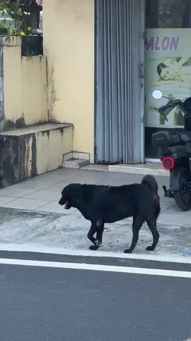 A black dog stands on a crosswalk in front of a storefront. The dog is panting, facing left. A black motor scooter is parked next to a salon. The dog sits down on the crosswalk. A white van drives past the dog, occluding the shot.