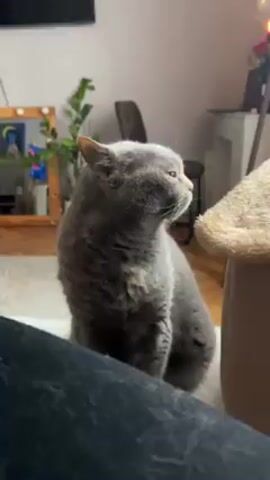 A close, steady shot shows a gray cat sitting on a white shag rug next to what appears to be a cat bed or tower. The cat, its head turned to the right, has short, dense fur and small, triangular ears. In the background are a mirror, a plant, a chair, and what seems to be a printer or fax machine. A person, wearing dark-colored clothing, is in the lower-left of the frame, likely the one holding the camera. A soft "purr" sound is audible.