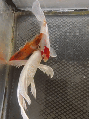 Three patterned koi in a clear tank, Mesjid Reuntoh