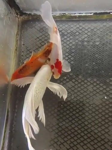 Three patterned koi in a clear tank, Mesjid Reuntoh