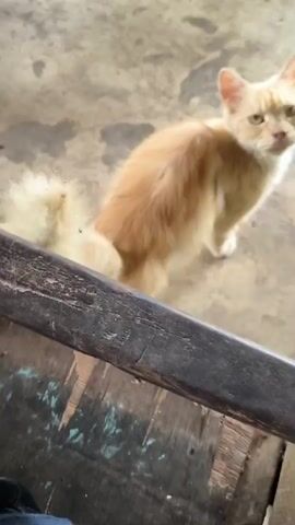 Here's a description of the video:

A light orange and white cat is being offered a piece of fried food by a person. The cat is sitting on a concrete surface with a weathered, wooden bench in the foreground. The person is holding the food close to the cat's face, and the cat stretches up to take a bite.