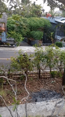 Morning traffic and daily movement through rural Ketepung, Indonesia