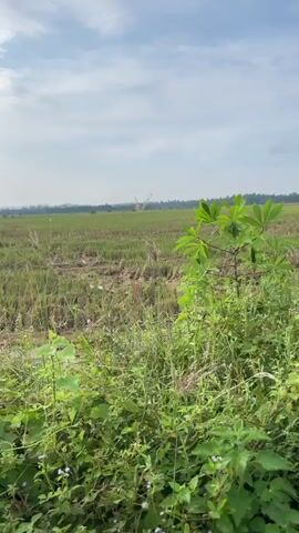 The video pans across a rural landscape under a cloudy sky. In the foreground, tall green grass and other vegetation dominate the lower half of the frame. Beyond the vegetation, a field of harvested crops, likely rice, is visible. The field appears somewhat uneven and muddy in places, with the stubble of the harvested plants still standing. In the distance, a line of trees can be seen bordering the field, and a faint treeline or hills are visible on the horizon. The sky is partly cloudy with patches of blue. There is no evidence of human activity or interaction within the visible frame. The scene is quiet and appears to be filmed from a stationary or slowly moving vantage point.