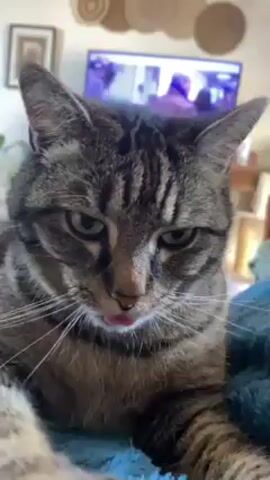 A medium shot shows a gray tabby cat with a pink tongue sticking out slightly. The cat is sitting on a blue blanket. The cat has a serious expression on its face. In the background, there is a television, a small wooden table, and some decorative objects on the wall. The cat is the primary focus of the shot.