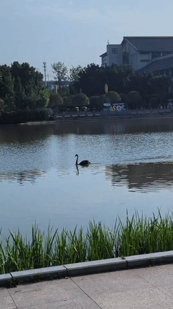 Sunny morning routines at a Jiangjin campus and lakeside