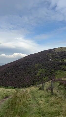 The video shows a hillside covered in heather with a few sheep grazing on it. A dirt path winds along the bottom of the frame, and a fence runs along the edge of the path. The sky is blue with some clouds.