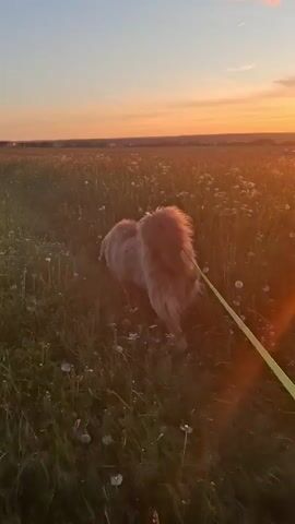 A fluffy brown dog on a leash walks through a field of tall grass and small white flowers at sunset. The sun is low in the sky, casting a warm orange glow over the landscape. The dog's tail is high and bushy, and it appears to be moving forward.