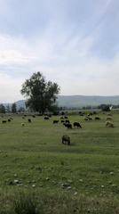 Sheep graze in pastoral field near Beltyrskiy, Russia