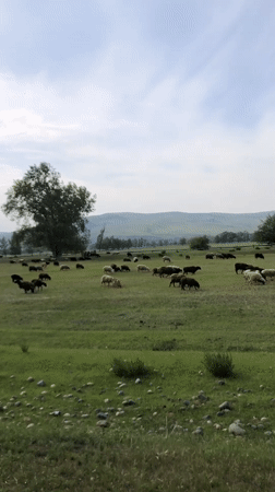 Sheep graze in pastoral field near Beltyrskiy, Russia