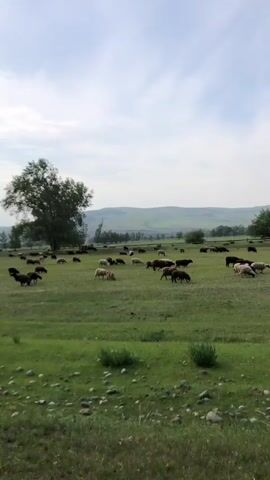 A flock of sheep grazes in a large, grassy field under a cloudy sky. A large tree stands prominently in the mid-ground. In the distance, rolling hills are visible. The camera is panning from left to right.