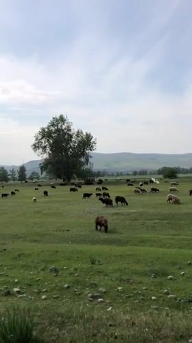 Sheep graze in pastoral field near Beltyrskiy, Russia