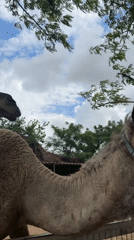 Morning visit to petting zoo in Hod Hasharon captures animal interactions