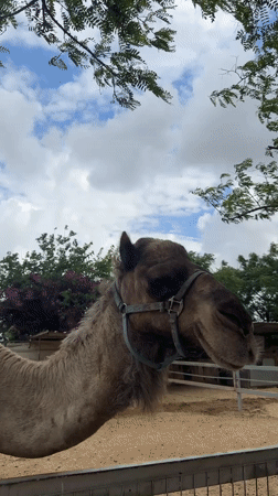 Morning visit to petting zoo in Hod Hasharon captures animal interactions