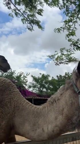 Morning visit to petting zoo in Hod Hasharon captures animal interactions