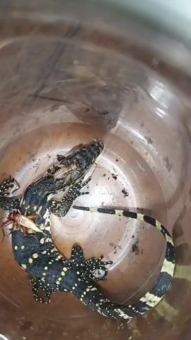 The video shows a dead monitor lizard in a clear plastic container. The lizard's body is partially decomposed and there are insects on and around it. The lizard has black skin with yellow spots and a black and yellow striped tail. It appears to have been dead for some time. The container is dirty and there is some debris inside. The background is blurred and out of focus, but it appears to be a dark, indoor environment.