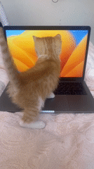 Orange tabby kitten observed in domestic settings in Çekmeköy