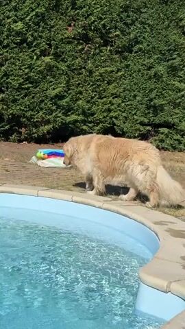 A fluffy, light-colored golden retriever dog walks along the edge of a blue swimming pool. The dog is carrying a colorful toy in its mouth, possibly a ball. The dog is moving from left to right in the frame. Behind the dog and pool is a dense, dark green hedge. The ground around the pool and hedge appears to be dry dirt and some paved areas. The sky is bright, suggesting a sunny day.