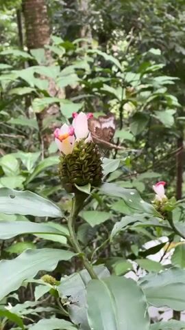 The video shows a butterfly sitting on a plant. The butterfly is brown and white and has its wings open. The plant has large green leaves and a green, cone-shaped flower with white and pink petals. The background is a blur of green leaves and trees. A person can be heard speaking in Russian.