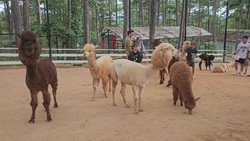 At 00:00, a group of alpacas are in an enclosure with a sandy ground. In the foreground, a dark brown alpaca stands to the left, facing left. To its right, a light brown alpaca stands facing the camera. Behind it is a white alpaca facing left. To the right of the white alpaca, a fluffy brown alpaca is bending down to eat. Further back, several people are gathered, some interacting with the alpacas. A few other alpacas are visible in the background. The environment appears to be a forest with tall trees and some structures in the distance. The scene is generally calm with people observing and interacting with the animals.