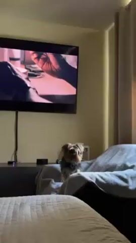 The video shows a small Yorkie-type dog standing on a blanket-covered armchair in a living room. The dog is facing the camera, alert. In the background, a large television screen displays a close-up video of a person's hands working with small objects. The room is furnished with a bed in the foreground and a dark grey media console under the TV.  A curtain is partially visible to the right of the TV. A tapping sound can be heard in the audio.