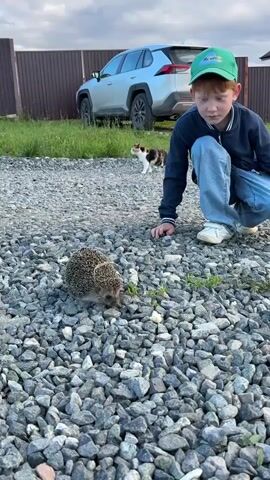 A young boy wearing a green cap, blue jacket, and jeans crouches down on a gravel path. He is looking at a hedgehog in front of him. To the boy's left, a calico cat is standing and looking towards the hedgehog. In the background, a white SUV is parked in front of a wooden fence. The ground is covered in grey gravel and some green grass. The sky is overcast.
