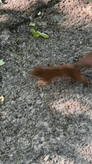 Squirrel jumps onto concrete wall in Ternopil, Ukraine